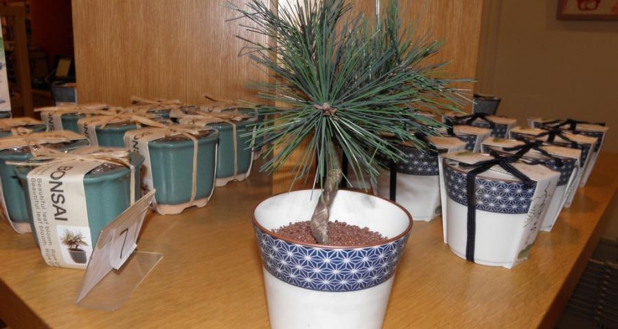Mini Bonsai